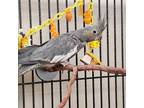 Adopt Rogue a Cockatiel bird in Kanab, UT (33783723)