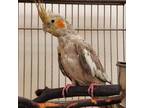 Adopt Peggy a Cockatiel bird in Kanab, UT (33783726)
