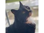 Adopt Lucielle a All Black Domestic Shorthair / Mixed cat in Ridgeland