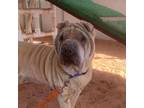 Adopt Fawkes a Tan/Yellow/Fawn Shar Pei / Mixed dog in Kanab, UT (33140307)