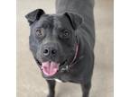 Adopt Myrtle a Black Shar Pei / Mixed dog in Kanab, UT (33140308)