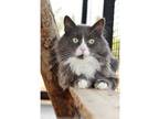 Adopt Mousie a Gray or Blue Manx / Mixed cat in Kanab, UT (21087905)