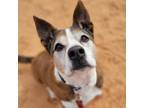 Adopt Zion a Cattle Dog / American Pit Bull Terrier / Mixed dog in Kanab
