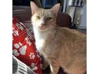 Adopt Nemo a Orange or Red Domestic Shorthair / Mixed cat in Huntsville