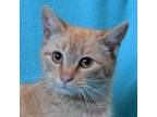 Adopt Cabbage Patch a Orange or Red Domestic Shorthair / Mixed cat in Eureka