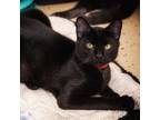 Adopt Carla a All Black Domestic Shorthair / Mixed cat in Leesburg