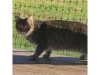 Adopt Graycie a Gray or Blue Domestic Shorthair / Mixed cat in Waynesboro