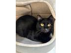 Adopt Merlot a All Black Domestic Shorthair / Domestic Shorthair / Mixed cat in