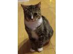 Adopt Bandit a Gray, Blue or Silver Tabby Domestic Shorthair (short coat) cat in