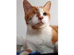 Adopt Rusty a Orange or Red Domestic Shorthair / Domestic Shorthair / Mixed cat