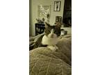 Adopt Tommygirl a Brown Tabby Domestic Shorthair (short coat) cat in Woodland