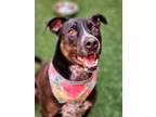 Adopt Diaz a Black Mixed Breed (Large) / Mixed dog in Farmington, NM (37627273)