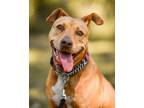 Adopt Betty a Red/Golden/Orange/Chestnut American Pit Bull Terrier dog in Plant