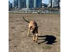 Adopt Bruno a Brown/Chocolate Mixed Breed (Medium) / Mixed dog in Lions Bay