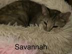 Adopt SavannAh a Brown Tabby Domestic Shorthair (short coat) cat in Sanford