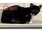 Adopt Cheri’ a Black & White or Tuxedo Domestic Shorthair (short coat) cat in