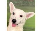 Adopt Bolton a White Jack Russell Terrier / Mixed Breed (Medium) / Mixed (short