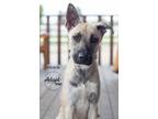 Adopt Miracle a Tan/Yellow/Fawn - with White German Shepherd Dog / Mixed dog in