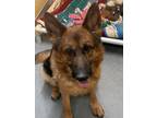 Adopt Lina a Brown/Chocolate German Shepherd Dog / Mixed dog in Jackson