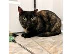 Adopt Catnip a Tortoiseshell Domestic Shorthair / Mixed cat in Gibsonia