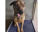 Adopt Papi Chulo a Brown/Chocolate Pit Bull Terrier / Shepherd (Unknown Type) /