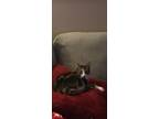 Adopt *Courtesy Post * a Tortoiseshell Domestic Shorthair (short coat) cat in