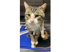 Adopt Snicker a White American Bobtail / Domestic Shorthair / Mixed cat in