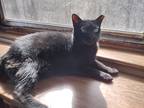 Adopt Inky a All Black Domestic Shorthair (short coat) cat in York