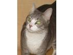 Adopt Neo a Gray or Blue (Mostly) Domestic Shorthair (short coat) cat in Tulsa