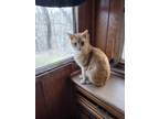 Adopt Dock a Orange or Red Tabby Domestic Shorthair (short coat) cat in York