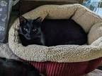 Adopt Jellybean a All Black Domestic Shorthair (short coat) cat in Bensalem