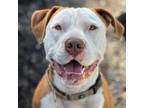 Adopt Reggie a Pit Bull Terrier / Mixed dog in Lompoc, CA (37573524)