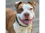 Adopt Reya a Pit Bull Terrier / Mixed dog in Lompoc, CA (37573525)