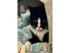 Adopt Saphire Jones a Black & White or Tuxedo Domestic Shorthair (short coat)