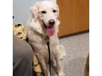 Adopt Leia a White - with Tan, Yellow or Fawn Great Pyrenees / Mixed dog in