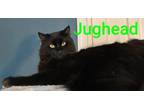 Adopt Jughead a All Black Domestic Longhair (long coat) cat in schenectady