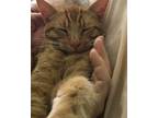 Adopt RAFA a Domestic Shorthair (short coat) cat in Calimesa, CA (37776052)