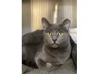 Adopt Shyann a Gray or Blue Domestic Shorthair (short coat) cat in Peace Dale