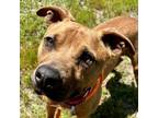 Adopt Aries a Mixed Breed (Medium) / Mixed dog in FREEPORT, FL (37468715)