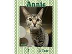 Adopt Annie a Brown Tabby Domestic Shorthair (short coat) cat in Asheville