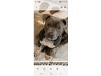 Adopt Rip a Gray/Blue/Silver/Salt & Pepper Pit Bull Terrier / Mixed dog in