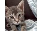 Adopt Usagi 3 a Gray or Blue Manx / Mixed cat in Austin, TX (37741274)