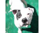 Adopt King - Foster a White - with Tan, Yellow or Fawn Mixed Breed (Large) /