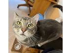 Adopt Joey a British Shorthair / Mixed (short coat) cat in Buford, GA (37565013)