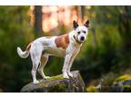Adopt Fossi a Tricolor (Tan/Brown & Black & White) Australian Cattle Dog / Boxer
