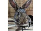 Adopt Pretzel a Agouti Harlequin (short coat) rabbit in Williston, FL (37572556)