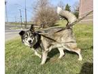 Adopt Koda Bear a Black - with Gray or Silver Alaskan Malamute / German Shepherd