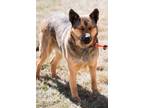 Adopt Grommet a Shepherd (Unknown Type) / Mixed dog in Fort Lupton