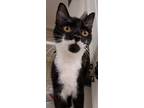 Adopt Lucca a Black & White or Tuxedo Domestic Shorthair (short coat) cat in