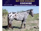 Registered Appaloosa Ranch Gelding